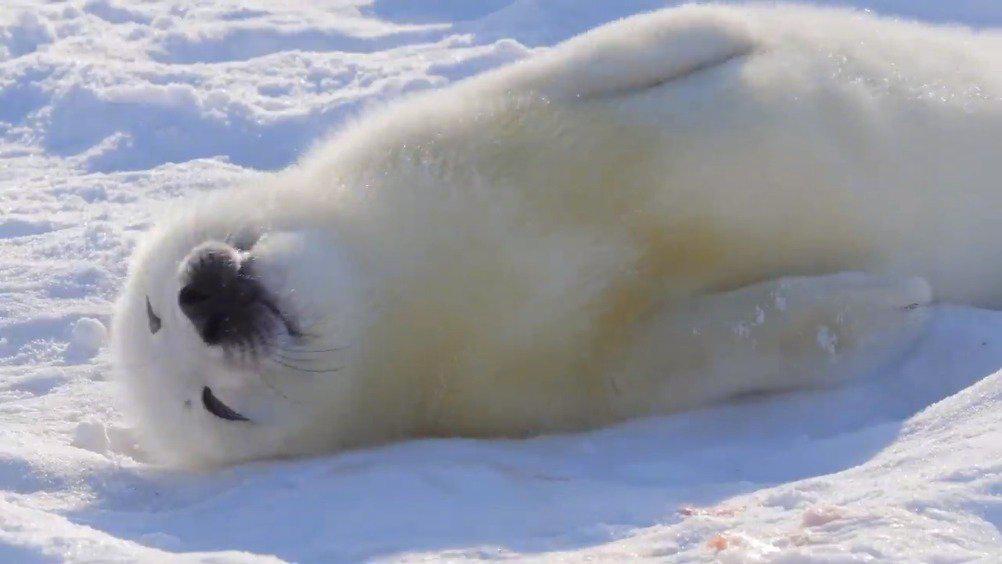 刚出生几天的海豹宝宝躺在雪地里晒太阳