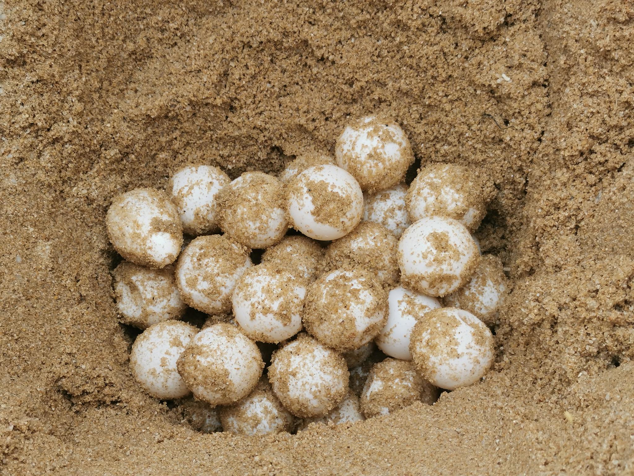 图为保护区内海龟产的卵,大小似乒乓球.