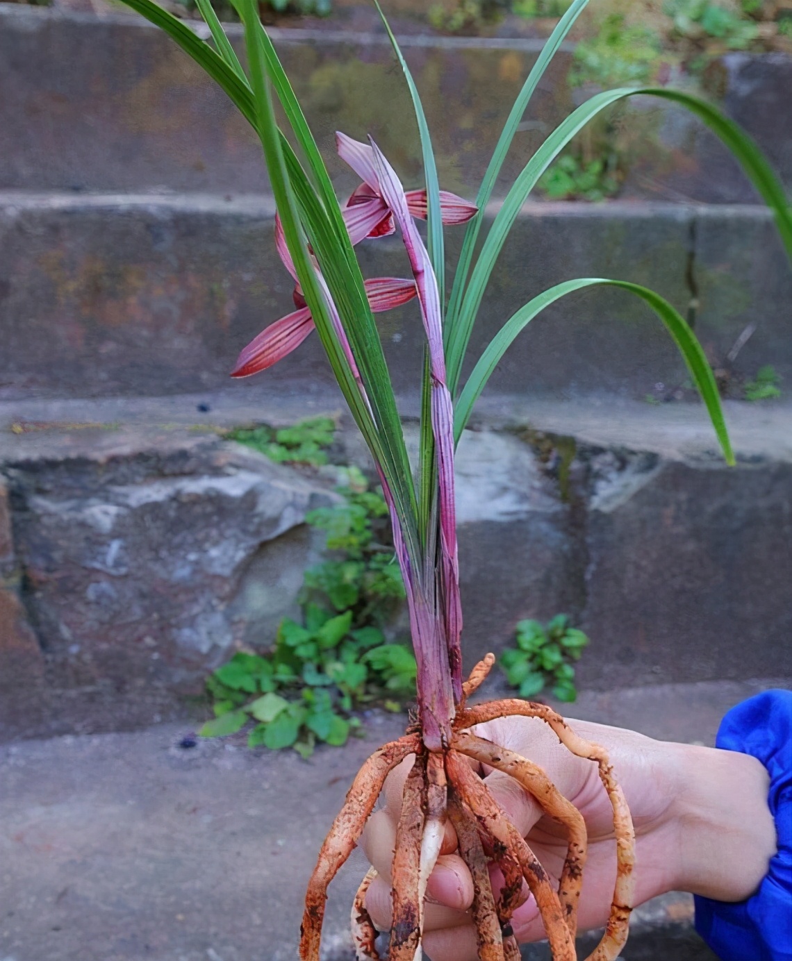 云南|兰花|红素_新浪新闻