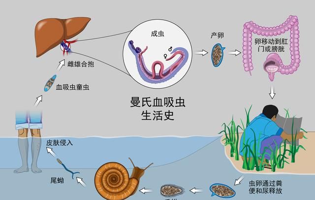 血吸虫生活史为了彻底消灭血吸虫,必须掐断其通过粪水传播的途径,同时
