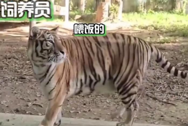 饲养员在动物园扇老虎耳光,老虎慌忙躲避,网友:把虎养成猫了休闲区蓝鸢梦想 - Www.slyday.coM 饲养员在动物园扇老虎耳光,老虎慌忙躲避,网友:把虎养成猫了休闲区蓝鸢梦想 - Www.slyday.coM