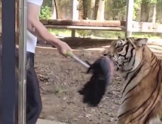 饲养员在动物园扇老虎耳光,老虎慌忙躲避,网友:把虎养成猫了休闲区蓝鸢梦想 - Www.slyday.coM 饲养员在动物园扇老虎耳光,老虎慌忙躲避,网友:把虎养成猫了休闲区蓝鸢梦想 - Www.slyday.coM