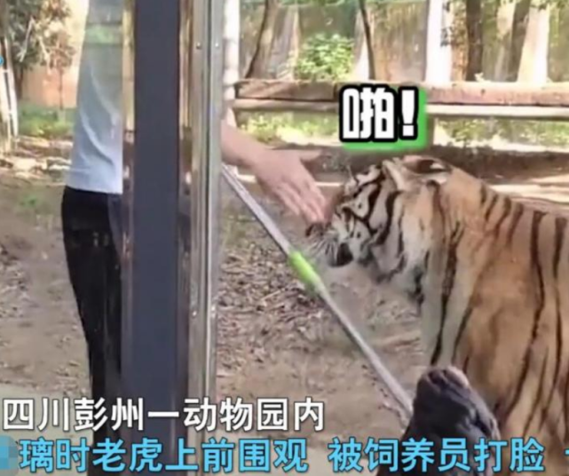 饲养员在动物园扇老虎耳光,老虎慌忙躲避,网友:把虎养成猫了休闲区蓝鸢梦想 - Www.slyday.coM 饲养员在动物园扇老虎耳光,老虎慌忙躲避,网友:把虎养成猫了休闲区蓝鸢梦想 - Www.slyday.coM
