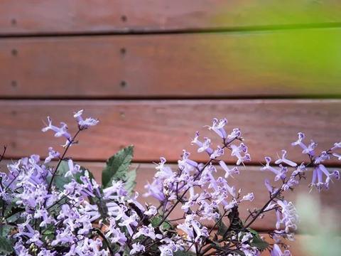 _那种防晒可以美白吗