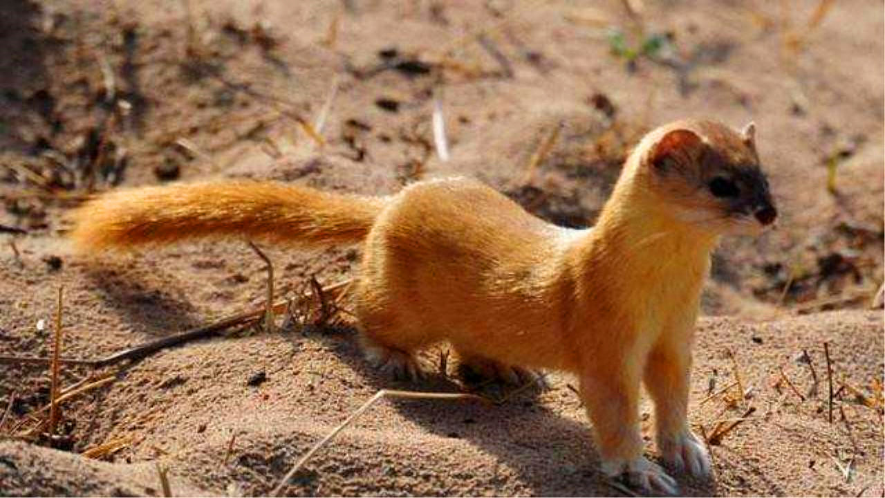 路上能看见啥动物呢