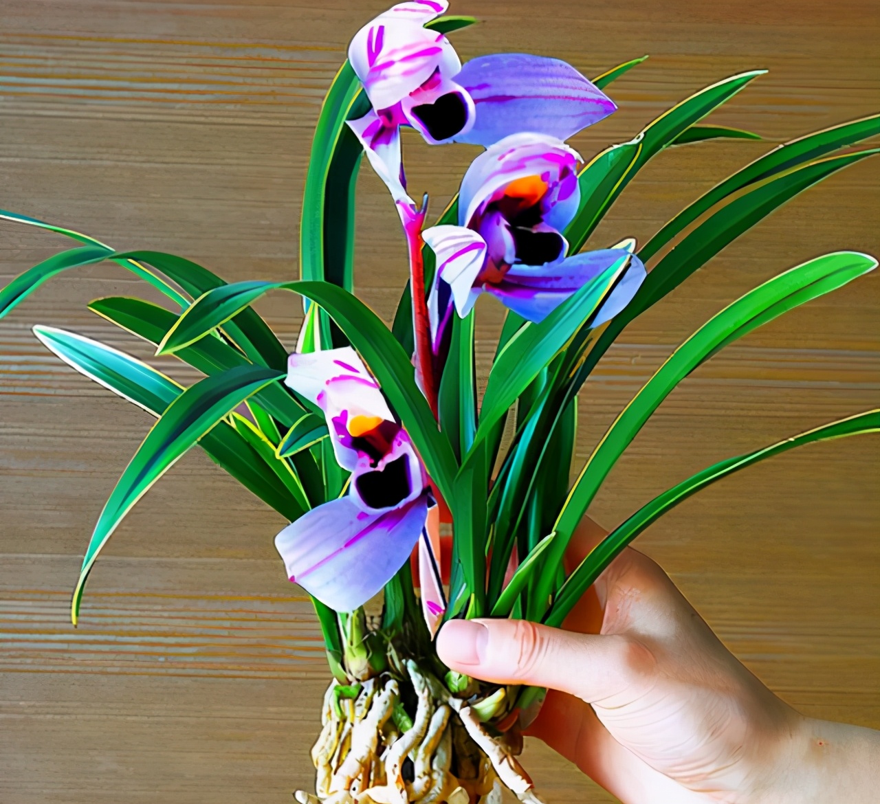 养兰就选它,花色"独一无二",叶带大金边!