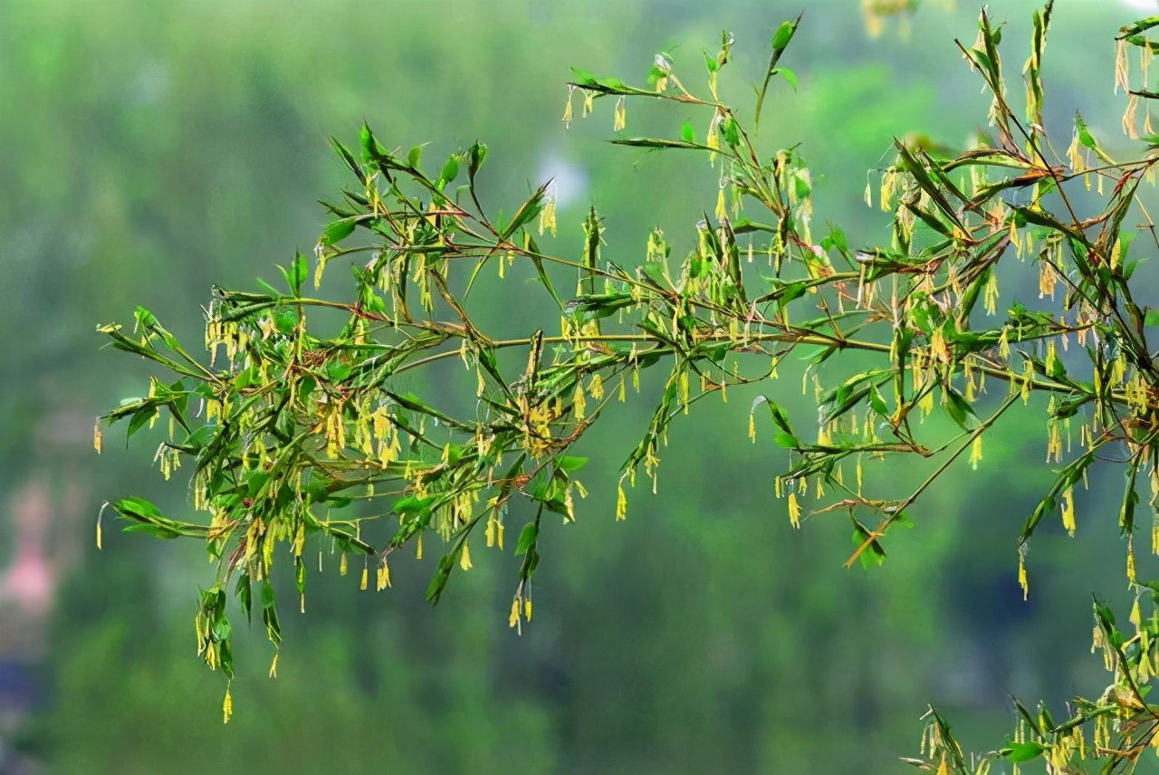 "竹子开花,马上搬家",竹子开花真的是灾难的前兆吗?