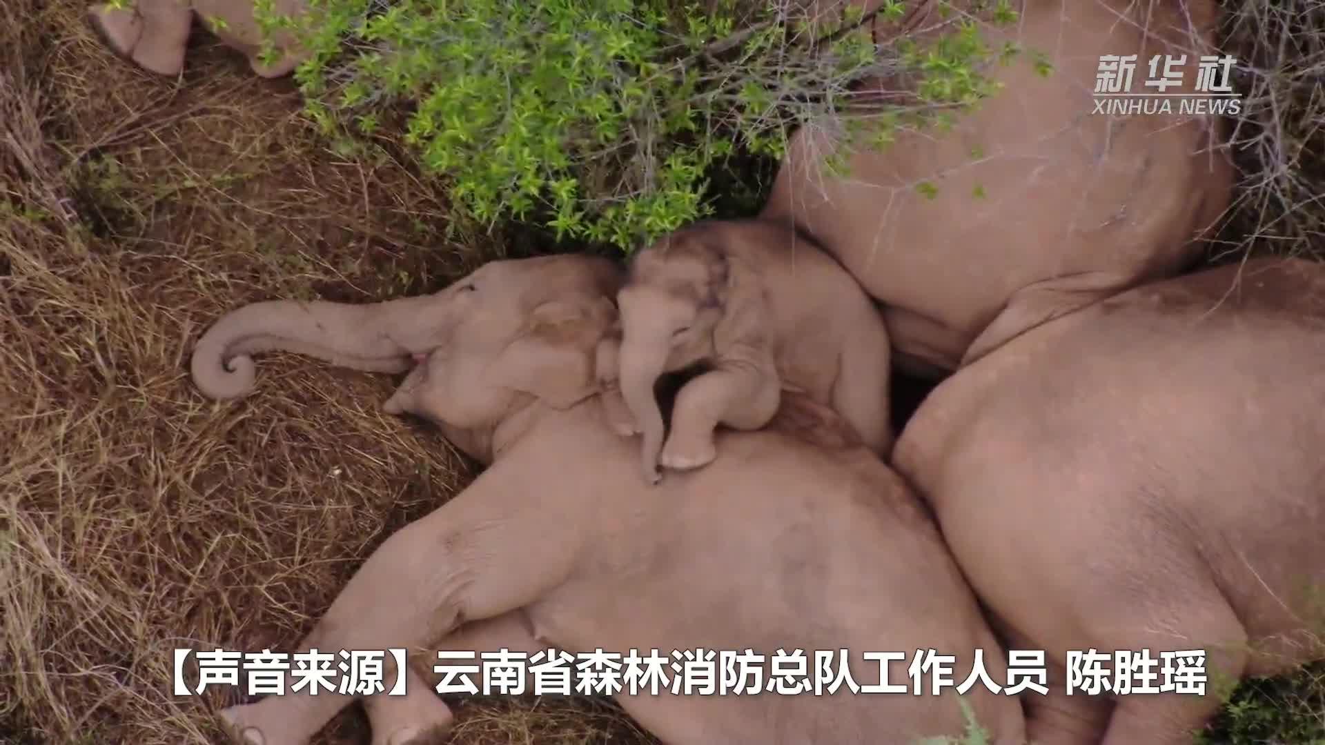 来听听专家怎么说 为您推荐: 见过大象拔树吗一人腰粗的大树不到2分