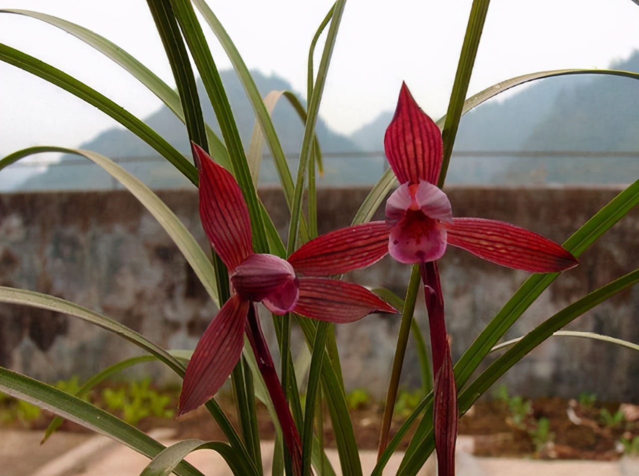 醉红素兰花,醉红素兰花集多种优点于一身,有着春兰红素之王的美誉