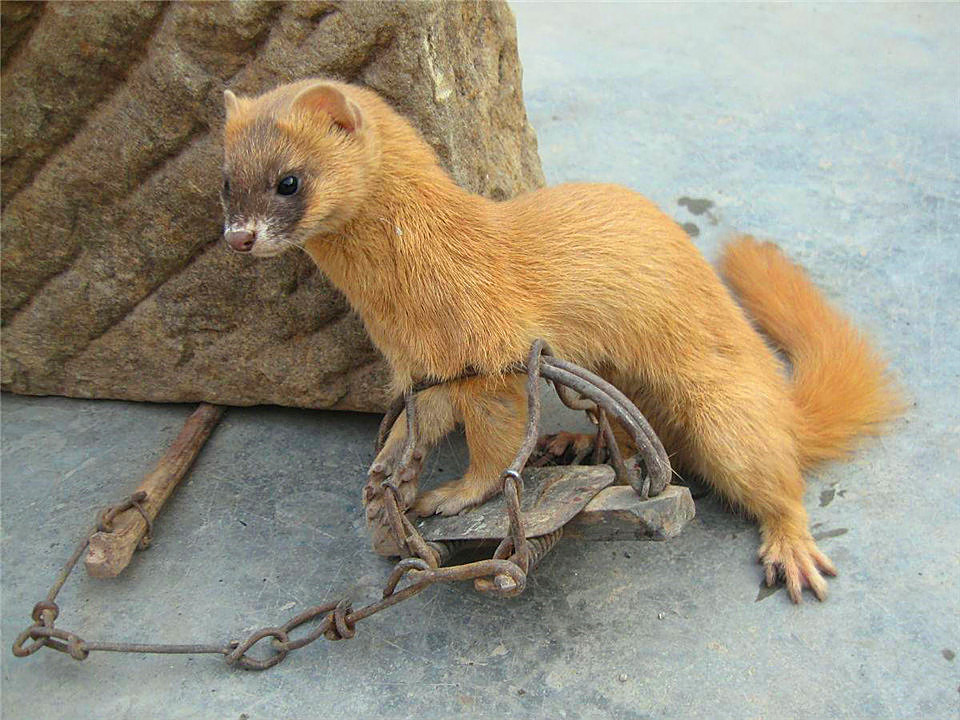 路上能看见啥动物呢