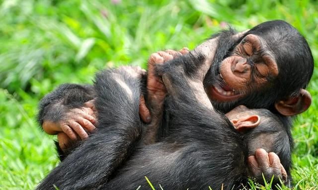 狗狗朝你憨憨笑你知道它在笑什么吗