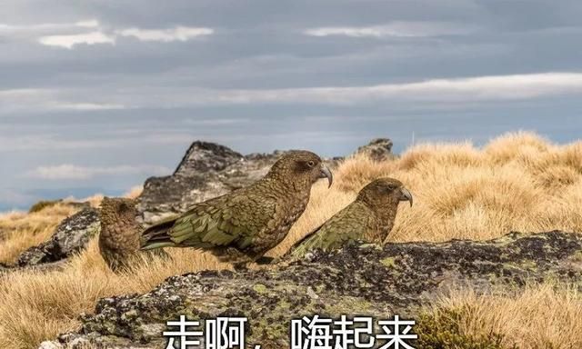 狗狗朝你憨憨笑你知道它在笑什么吗