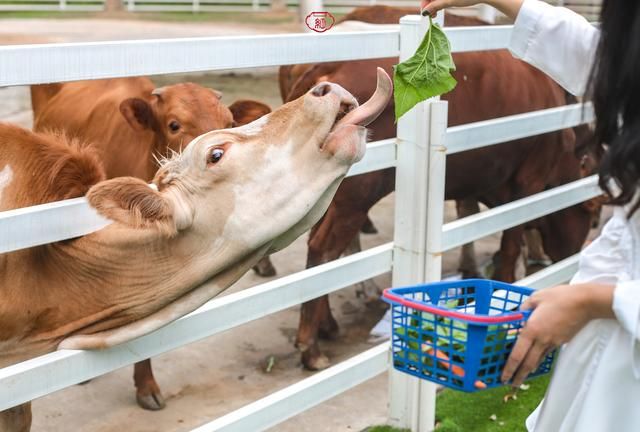 餐厅对面就是小火车乘坐点,一个小时一班车,可以坐着小火车去投喂动物