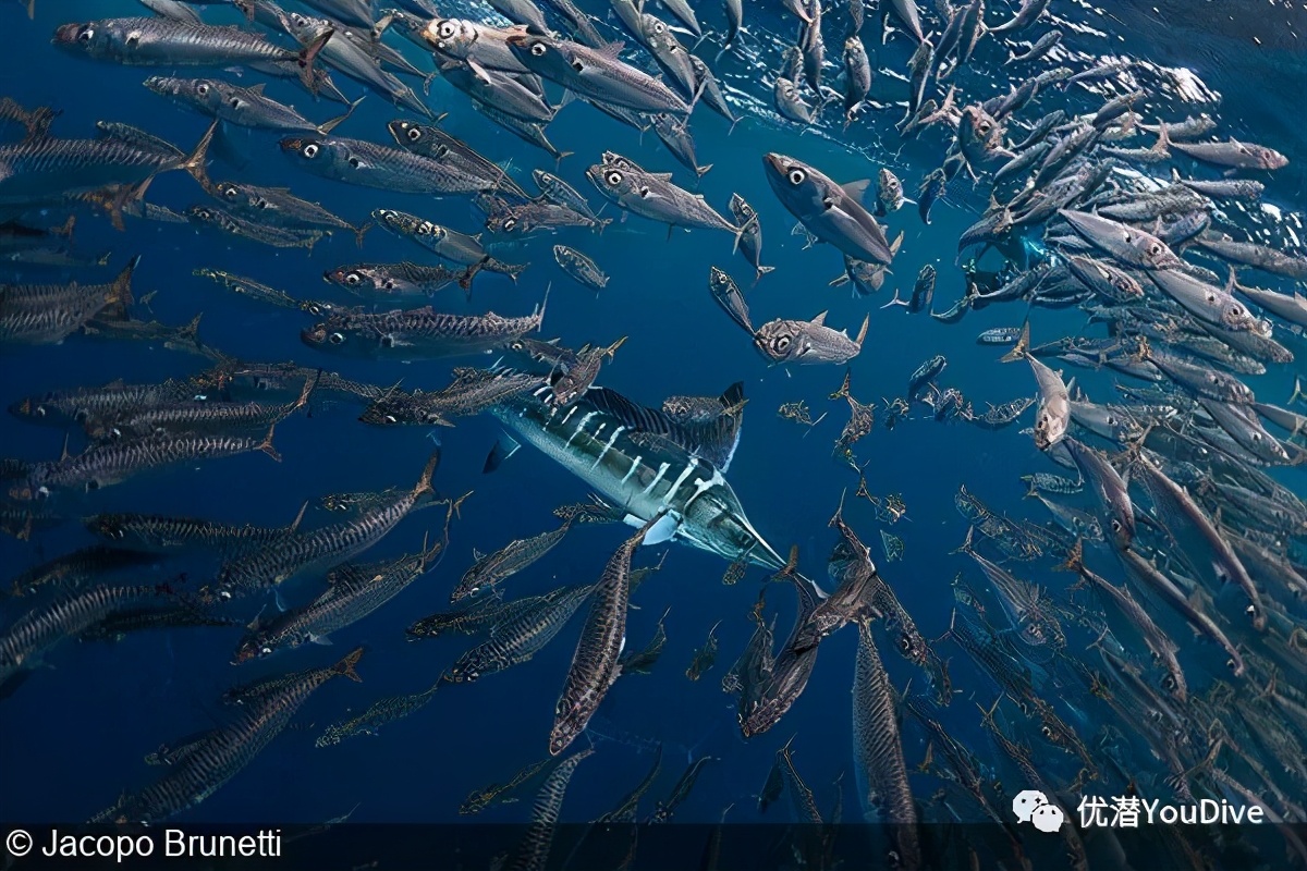 2021年联合国世界海洋日摄影大赛20张获奖作品公布(完整版)
