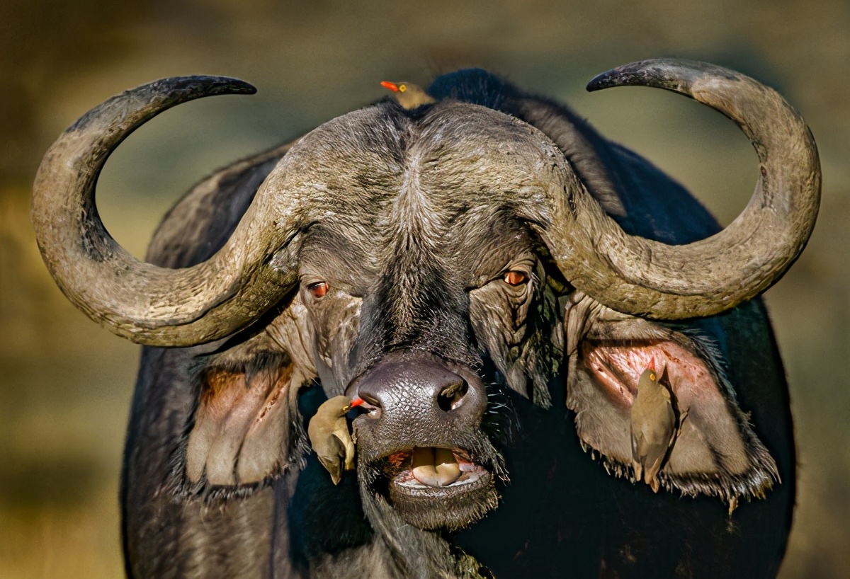 7米左右,体重可达425-900千克,也是非洲草原上体型比较大的食草类动物