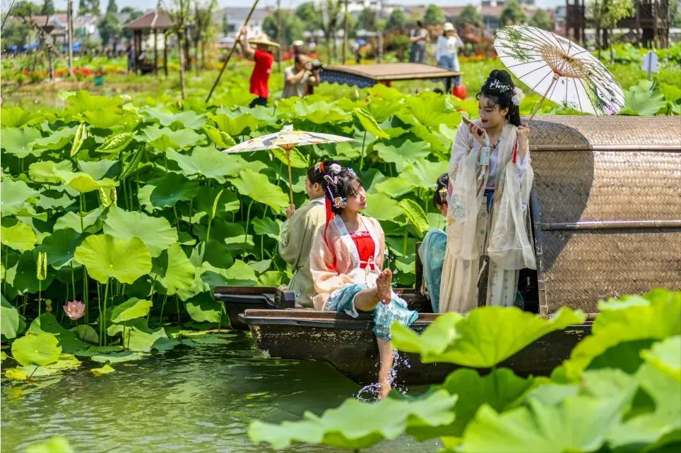 今夏第一波荷花,千亩荷塘太美了|荷花|荷塘|乌篷船_新浪新闻