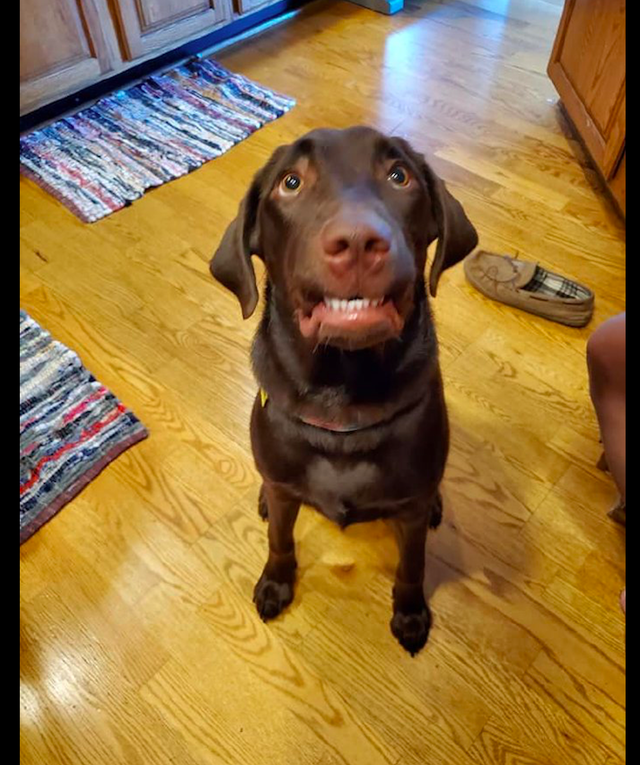 主人教狗如何微笑,看它努力露出牙齿笑的样子,这就是强颜欢笑吧