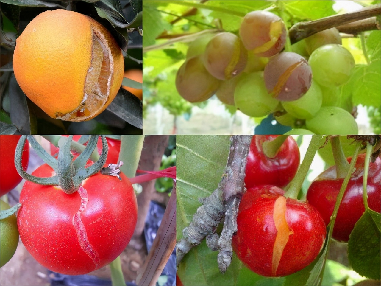 果实为啥缺钙会引起裂果?该如何补钙呢?|果实|果皮|水分_新浪新闻