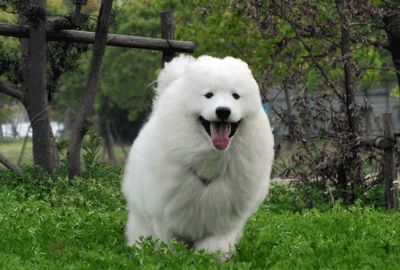 狗狗朝你憨憨笑你知道它在笑什么吗