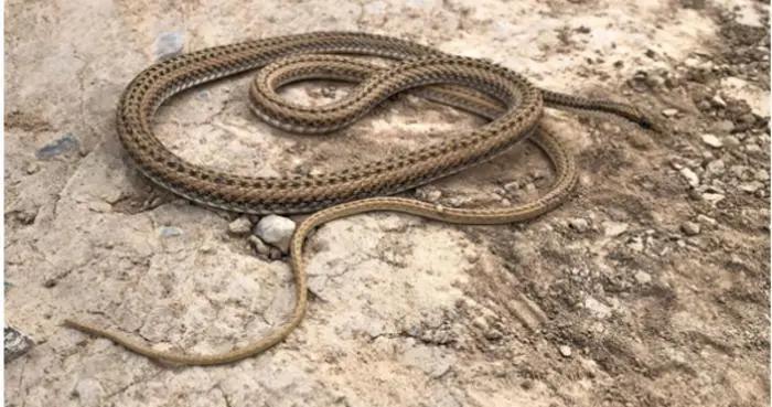 蛇属于两栖类动物吗 39b9-krhvrxt4511762.jpg