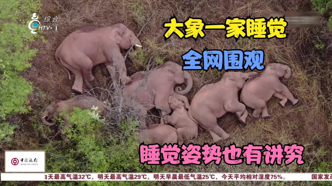 大象一家躺着睡觉 网友直呼好萌!原来"睡姿"里也有学问