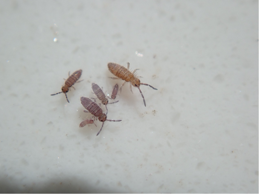 在花盆下被发现,观察它们可得盯紧了,它们腹部有一个用来弹跳的弹器