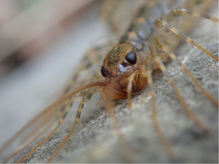 带上手套和勺子我们去家门口的石头底下探索自然