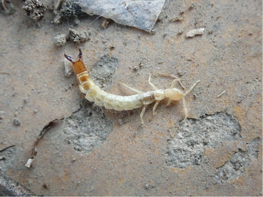 了,它们腹部有一个用来弹跳的弹器,稍微不注意它们就跳得无影无踪了