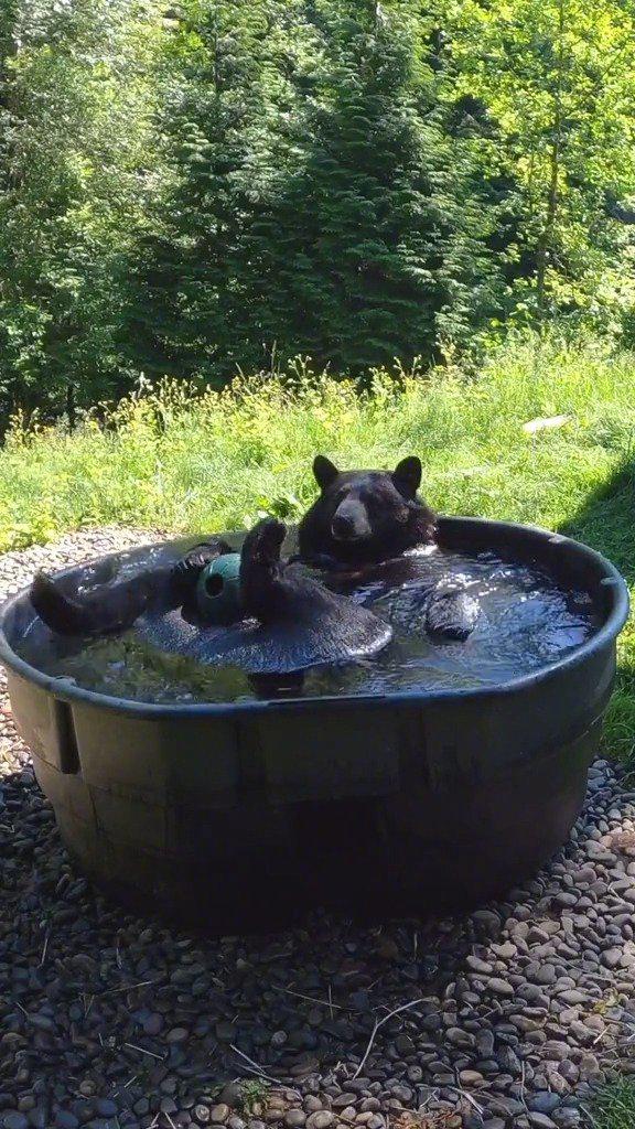 俄勒冈动物园的一只黑熊洗澡澡,可爱都溢出澡盆啦