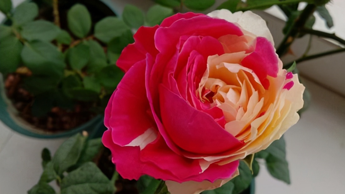 但花色却是毫无规律的一款月季,喜欢那黄色中的一抹红|风月|月季|花色