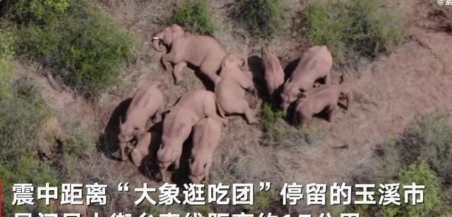 云南发生5.1级地震,震中距离野象群约15公里——人象平安!休闲区蓝鸢梦想 - Www.slyday.coM 云南发生5.1级地震,震中距离野象群约15公里——人象平安!休闲区蓝鸢梦想 - Www.slyday.coM