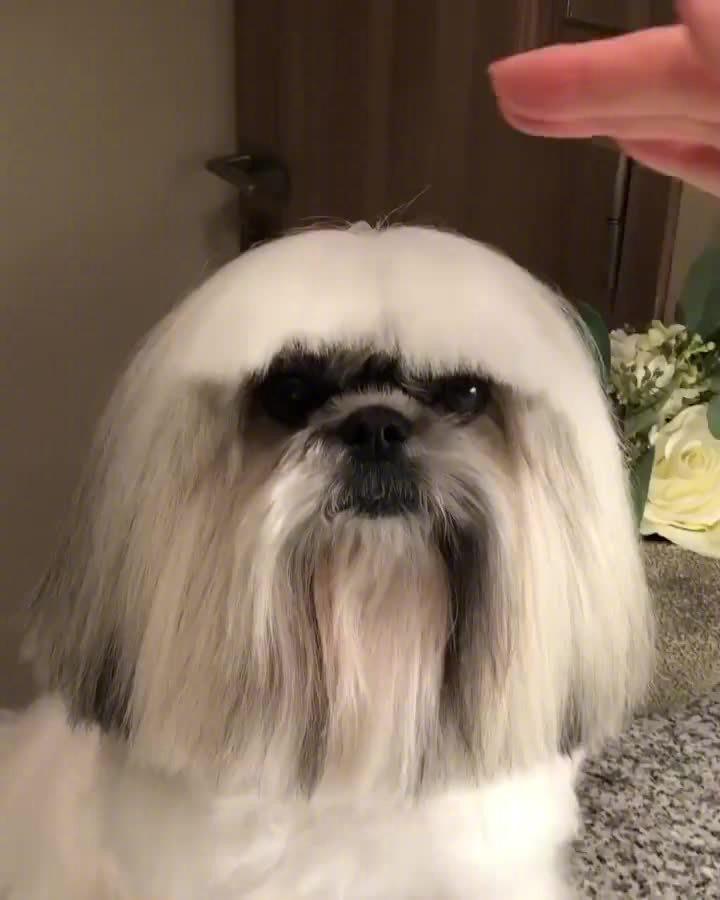 bontenmaru是一只超长毛的西施犬