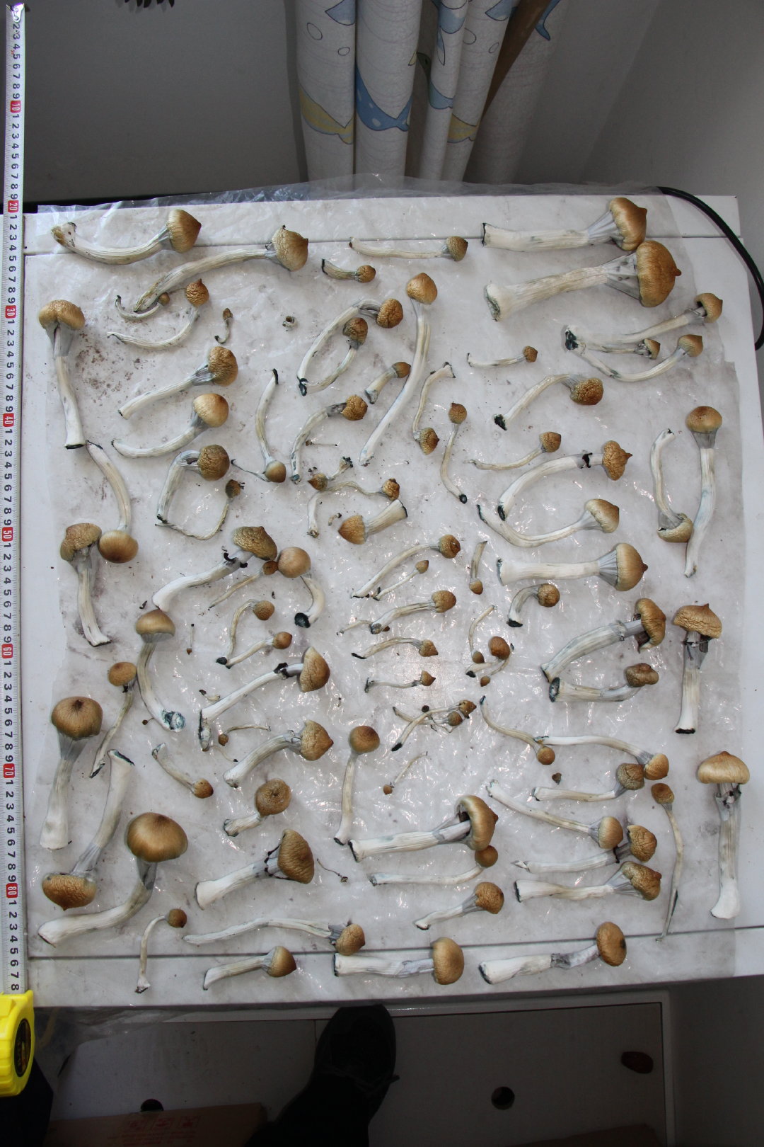 致幻毒蘑菇伪装成巧克力,网售年轻人!警方大收网抓获109人休闲区蓝鸢梦想 - Www.slyday.coM 致幻毒蘑菇伪装成巧克力,网售年轻人!警方大收网抓获109人休闲区蓝鸢梦想 - Www.slyday.coM