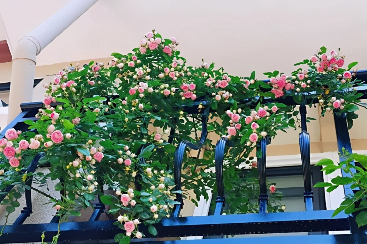 适合在阳台上种植的5款藤本月季用牵引做垂吊