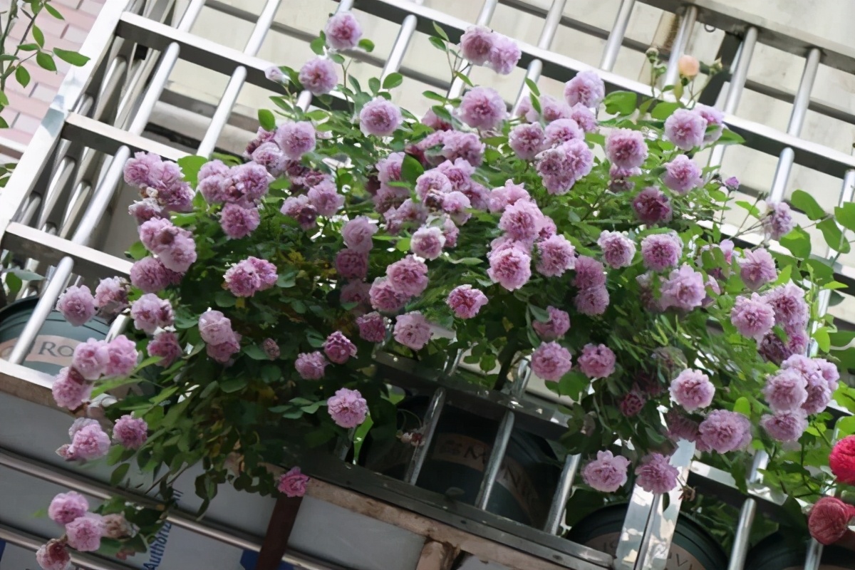 适合在阳台上种植的5款藤本月季用牵引做垂吊