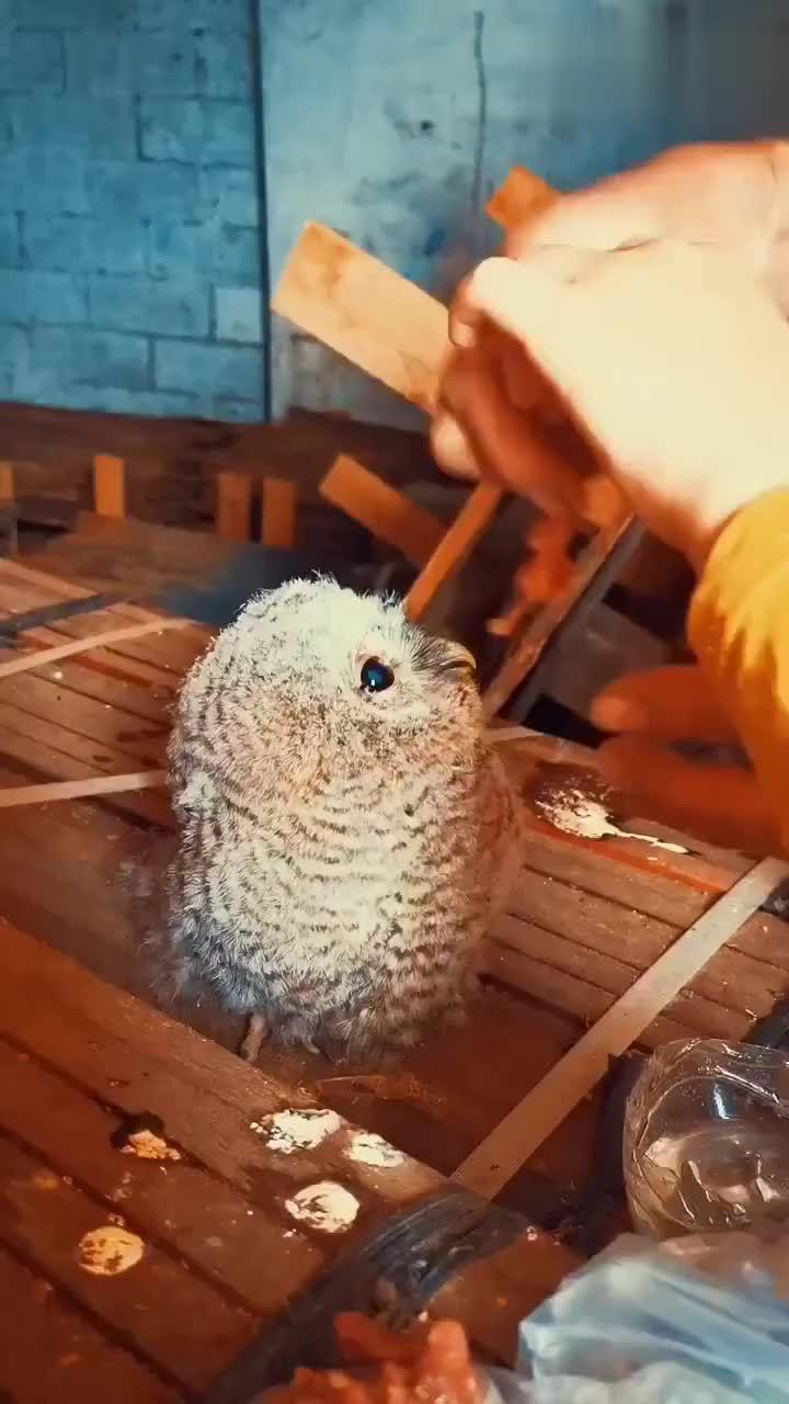 猫头鹰宝宝吃肉肉,好乖好可爱