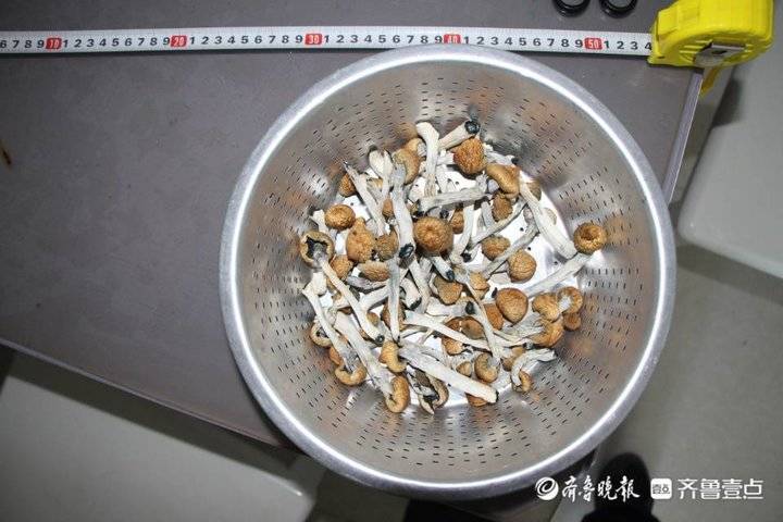 致幻毒蘑菇伪装成巧克力,网售年轻人!警方大收网抓获109人休闲区蓝鸢梦想 - Www.slyday.coM 致幻毒蘑菇伪装成巧克力,网售年轻人!警方大收网抓获109人休闲区蓝鸢梦想 - Www.slyday.coM