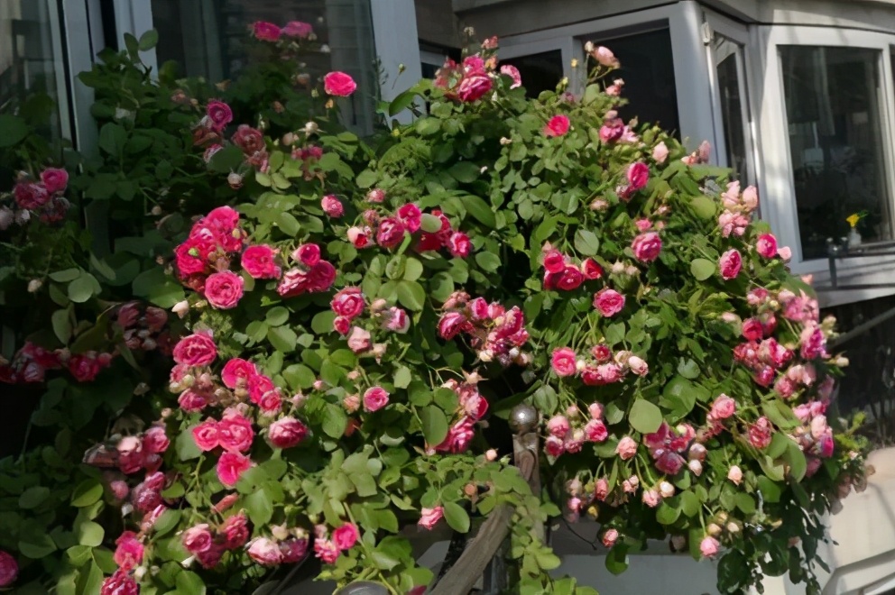 适合在阳台上种植的5款藤本月季用牵引做垂吊