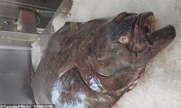 英国鱼贩买到超巨大比目鱼身长180公分靠4名壮汉才搬得动