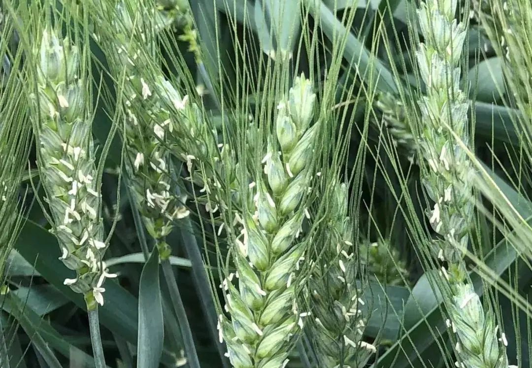 老家小麦曼妙的扬花时刻,最难忘!