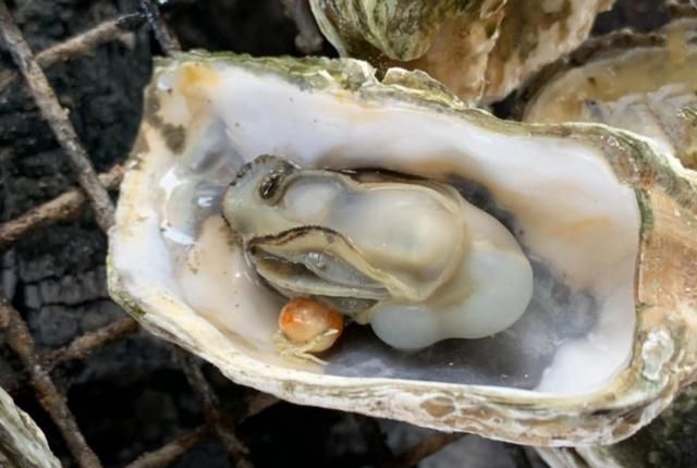 男子买生蚝吃,却在里面发现两只“小可爱”,网友:可遇而不可求休闲区蓝鸢梦想 - Www.slyday.coM 男子买生蚝吃,却在里面发现两只“小可爱”,网友:可遇而不可求休闲区蓝鸢梦想 - Www.slyday.coM