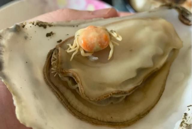 男子买生蚝吃,却在里面发现两只“小可爱”,网友:可遇而不可求休闲区蓝鸢梦想 - Www.slyday.coM 男子买生蚝吃,却在里面发现两只“小可爱”,网友:可遇而不可求休闲区蓝鸢梦想 - Www.slyday.coM