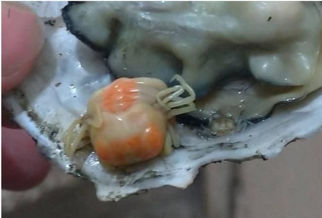 男子买生蚝吃,却在里面发现两只“小可爱”,网友:可遇而不可求休闲区蓝鸢梦想 - Www.slyday.coM 男子买生蚝吃,却在里面发现两只“小可爱”,网友:可遇而不可求休闲区蓝鸢梦想 - Www.slyday.coM