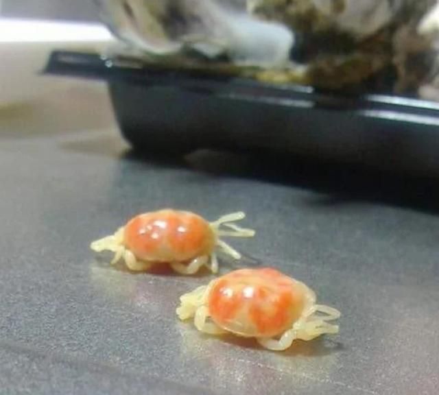 男子买生蚝吃,却在里面发现两只“小可爱”,网友:可遇而不可求休闲区蓝鸢梦想 - Www.slyday.coM 男子买生蚝吃,却在里面发现两只“小可爱”,网友:可遇而不可求休闲区蓝鸢梦想 - Www.slyday.coM