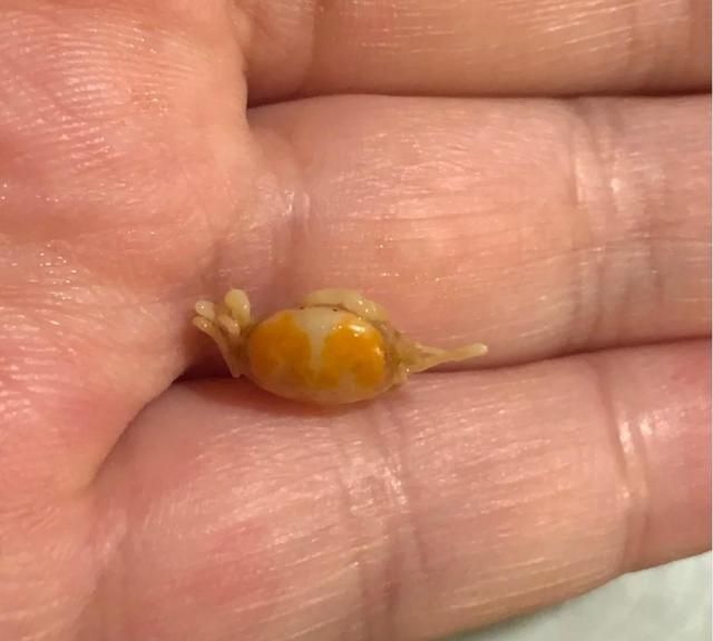 男子买生蚝吃,却在里面发现两只“小可爱”,网友:可遇而不可求休闲区蓝鸢梦想 - Www.slyday.coM 男子买生蚝吃,却在里面发现两只“小可爱”,网友:可遇而不可求休闲区蓝鸢梦想 - Www.slyday.coM