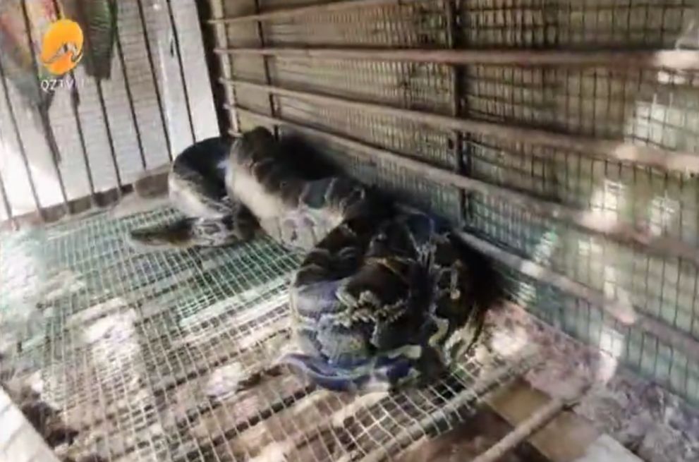 惠安惊现两三米长大蟒蛇,偷吃乌鸡 吃太饱跑不动被抓……休闲区蓝鸢梦想 - Www.slyday.coM