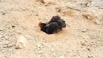 生菜又叫做鸡窝菜