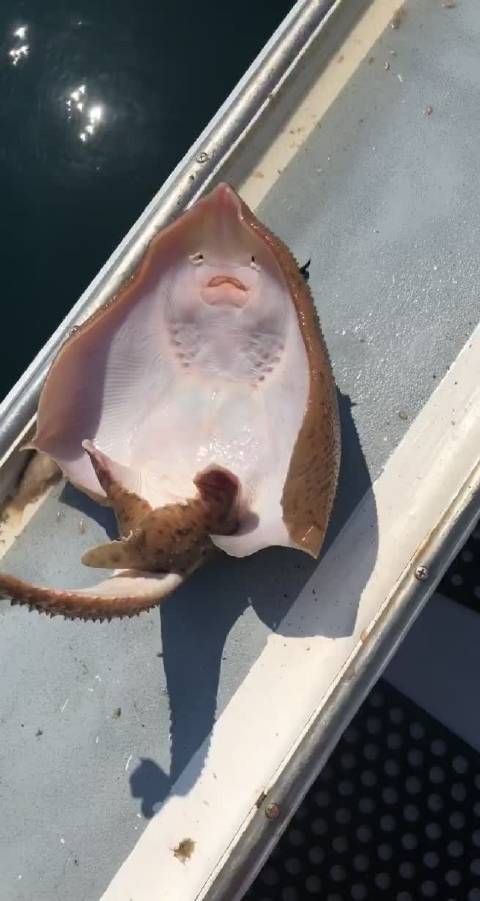 当魔鬼鱼被挠痒痒 未知