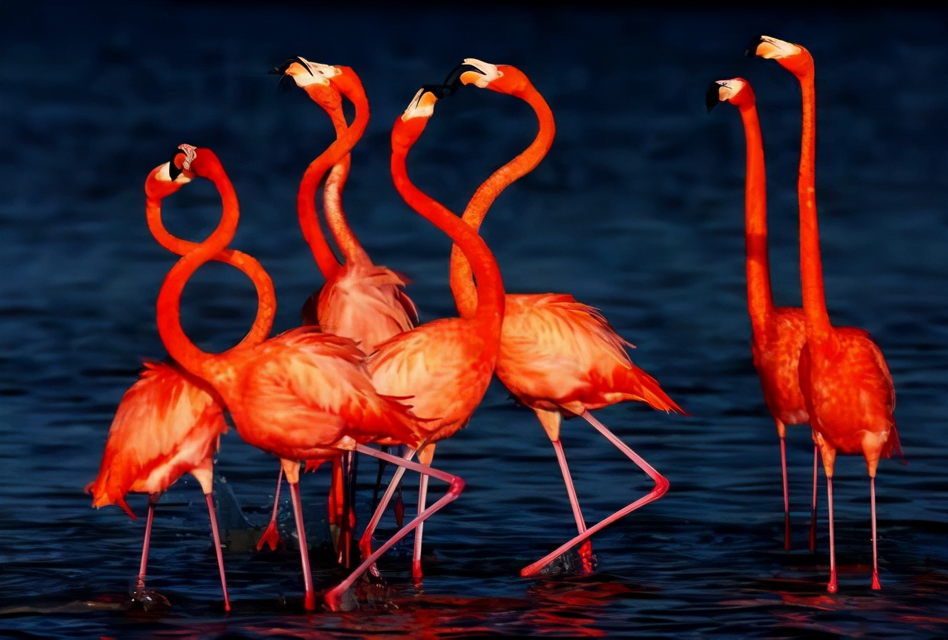 金沙遗址出土的太阳神鸟实为火烈鸟古蜀文化真与非洲有关吗