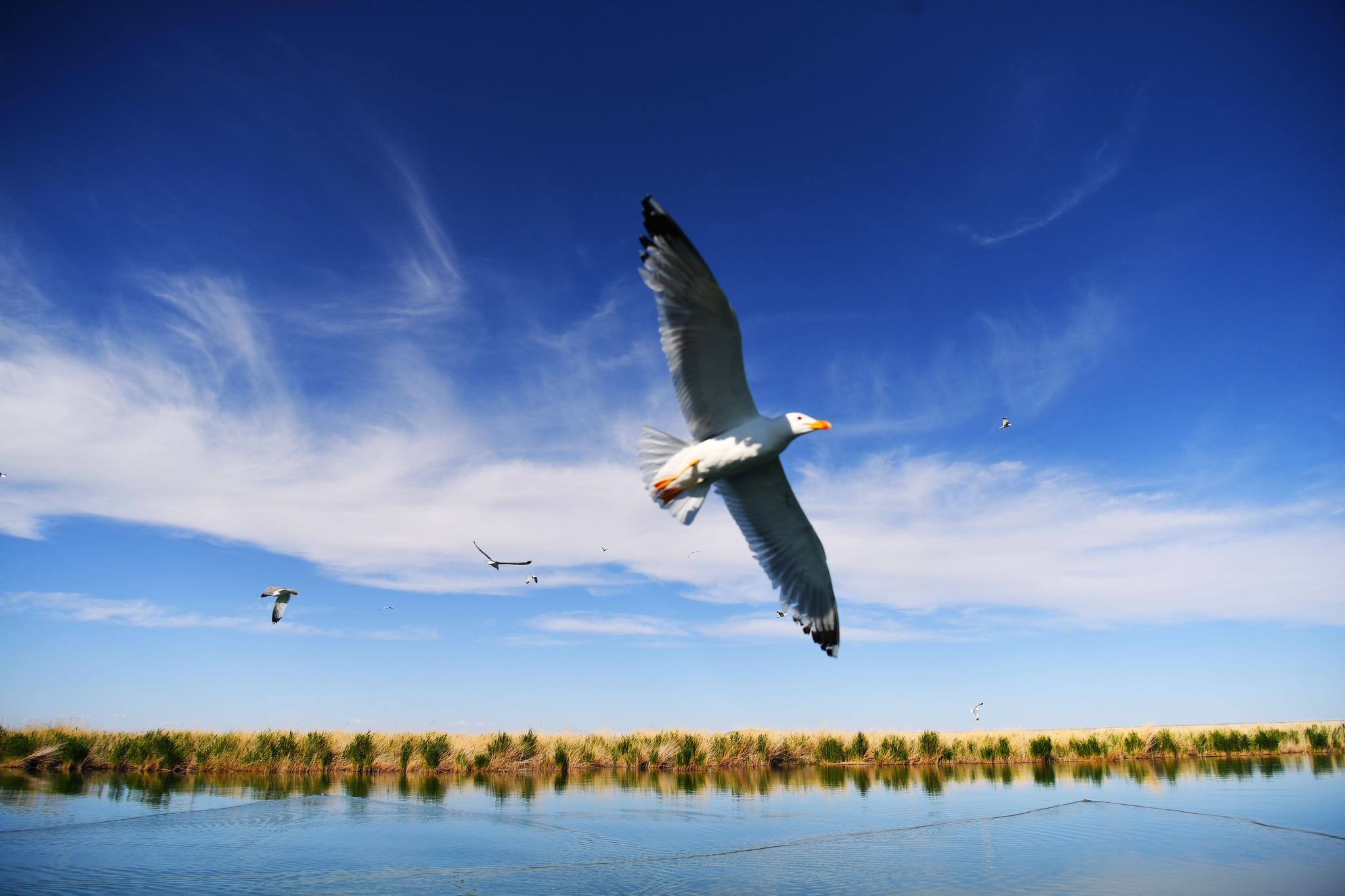 新疆乌伦古湖管护员听音识鸟与鸟同行